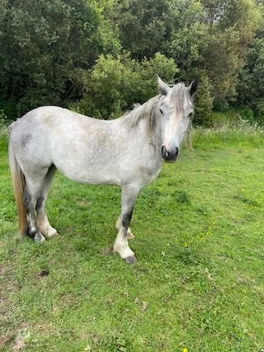 4 year old filly - Image 1