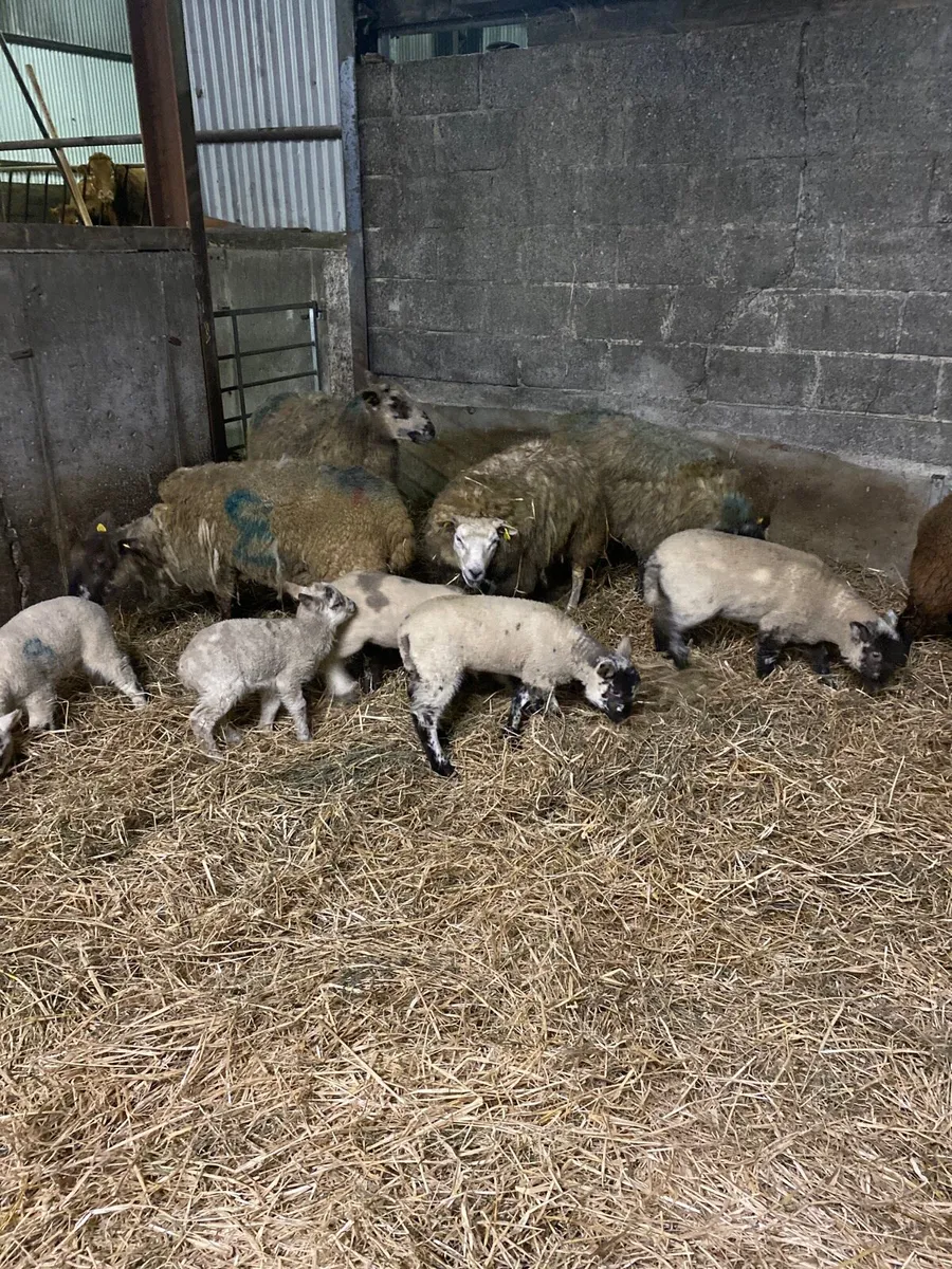 Ewes and lambs - Image 1