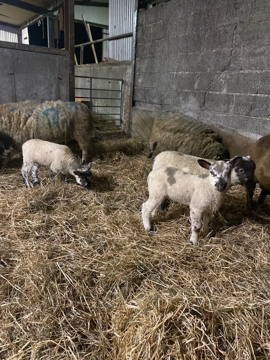 Ewes and lambs - Image 2