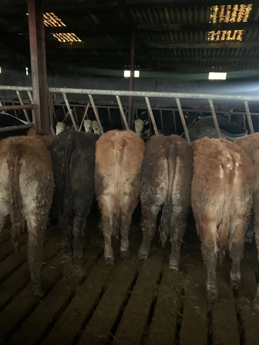 11 super Quality  LMX  Heifers for sale - Image 2