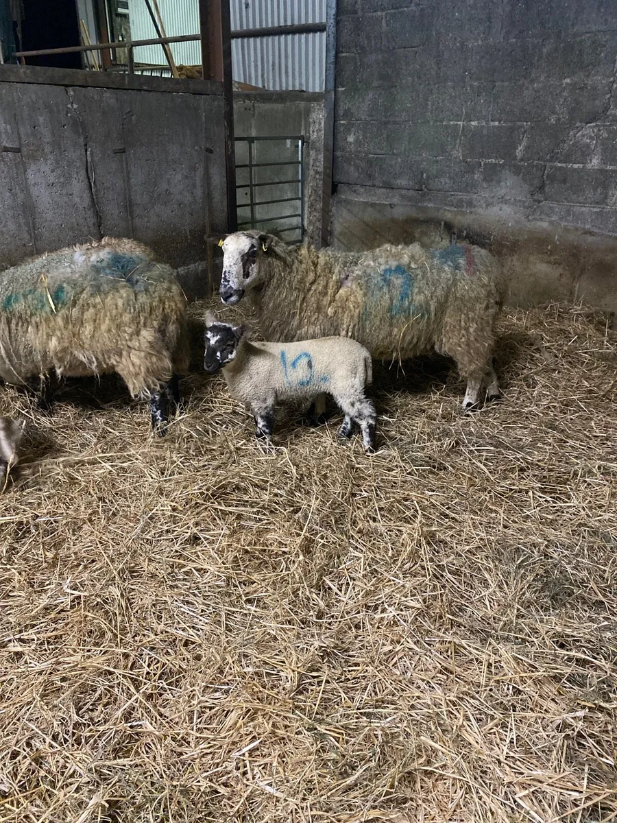 Ewes and lambs - Image 3