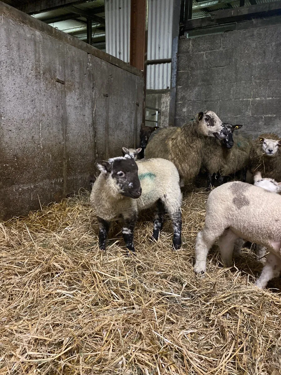 Ewes and lambs - Image 4