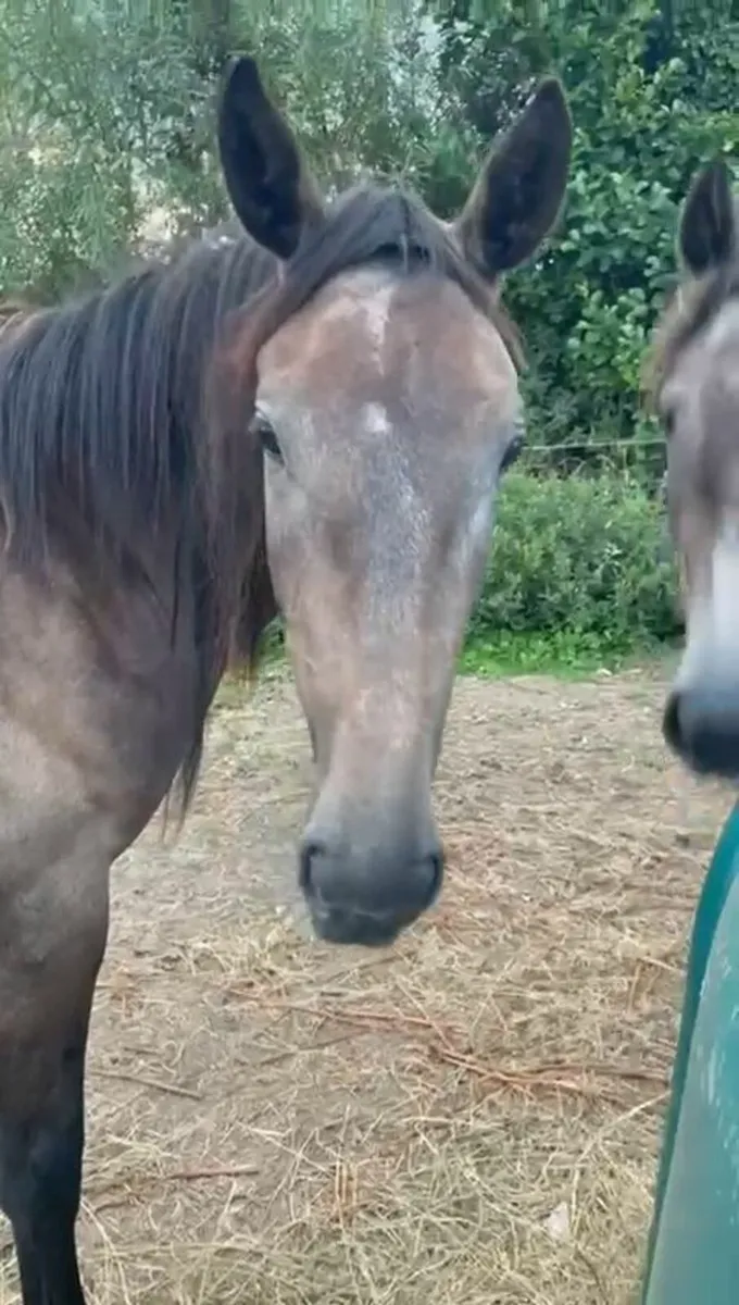 3 year old Filly - Image 2