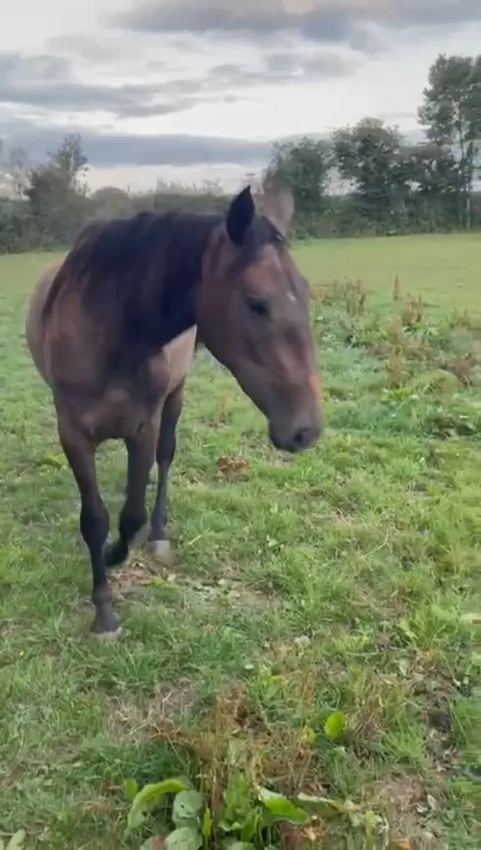 3 year old Filly - Image 3