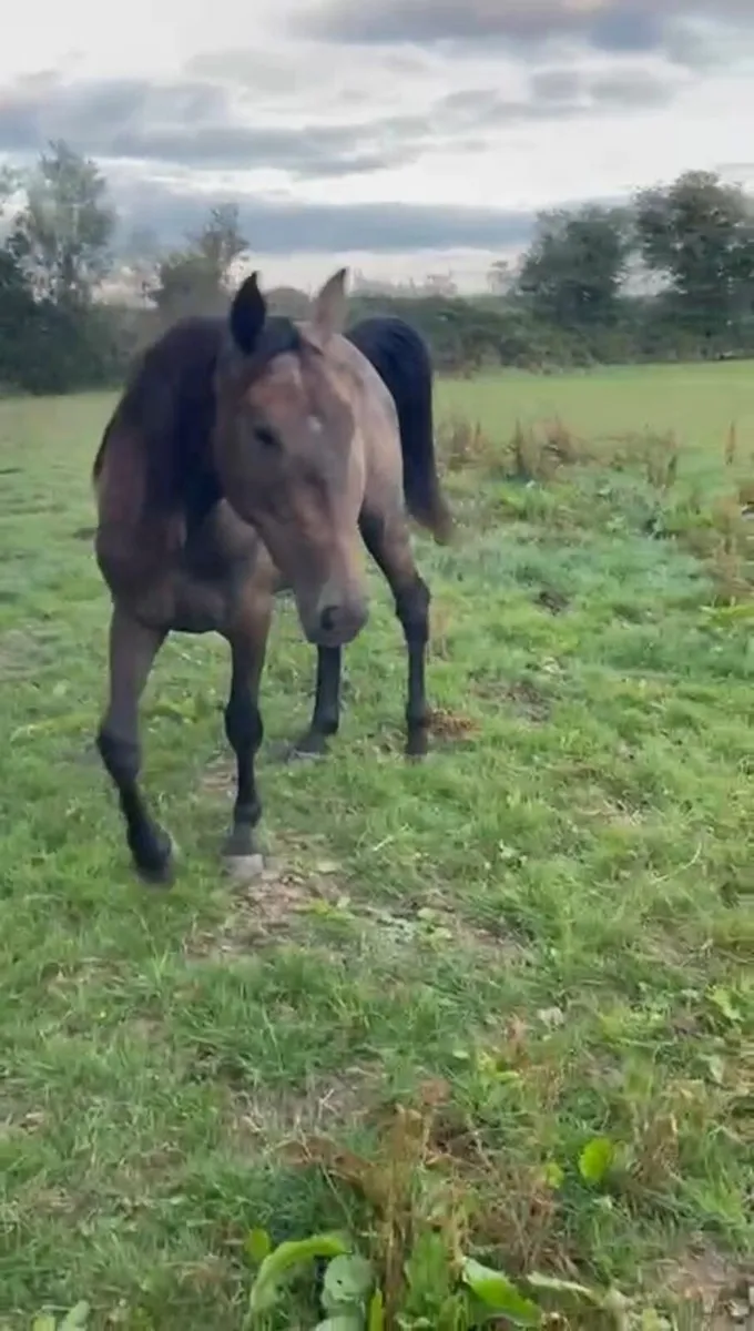 3 year old Filly - Image 4