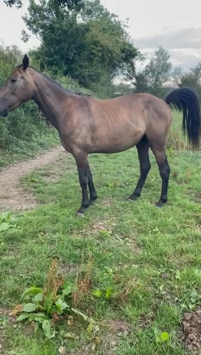 3 year old Filly - Image 1