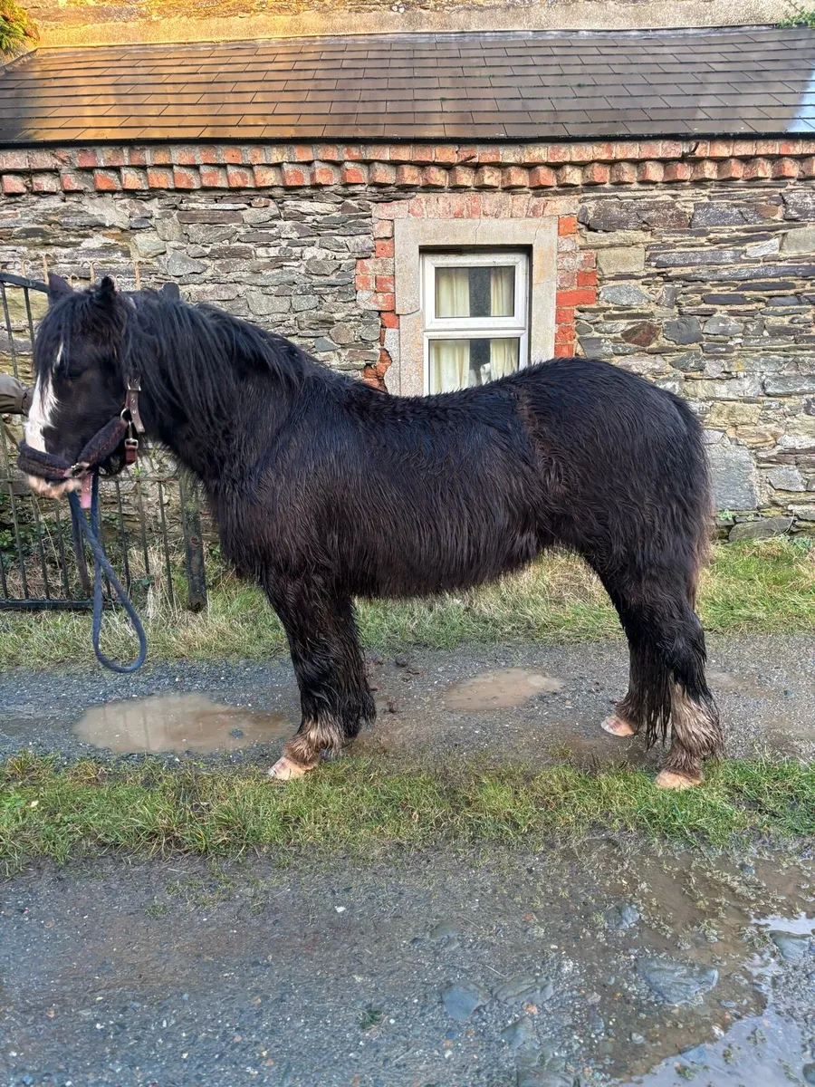 3 year old filly - Image 2