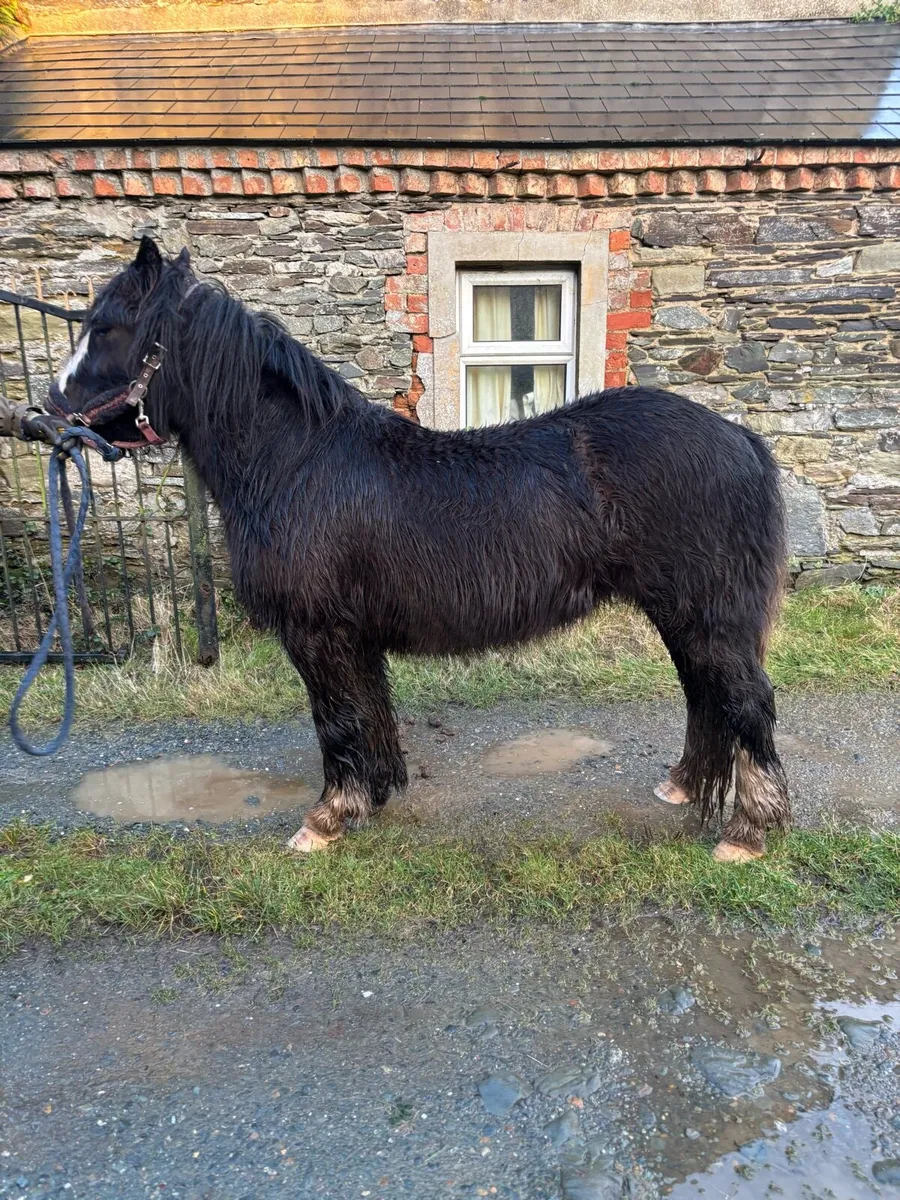 3 year old filly - Image 3