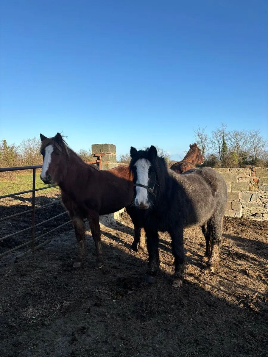 3 year old filly - Image 4