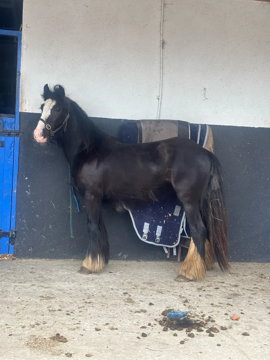 3 year old filly - Image 1