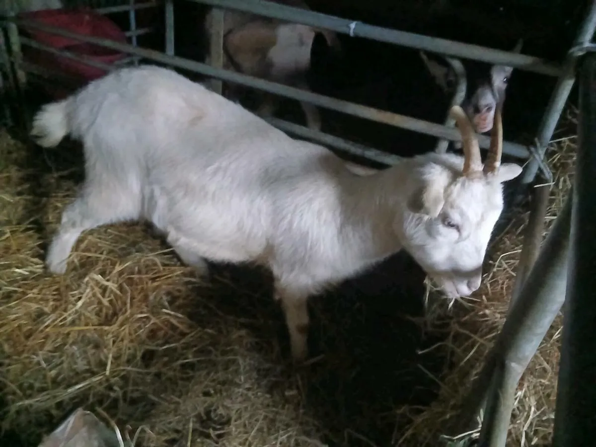 Goats - Image 3