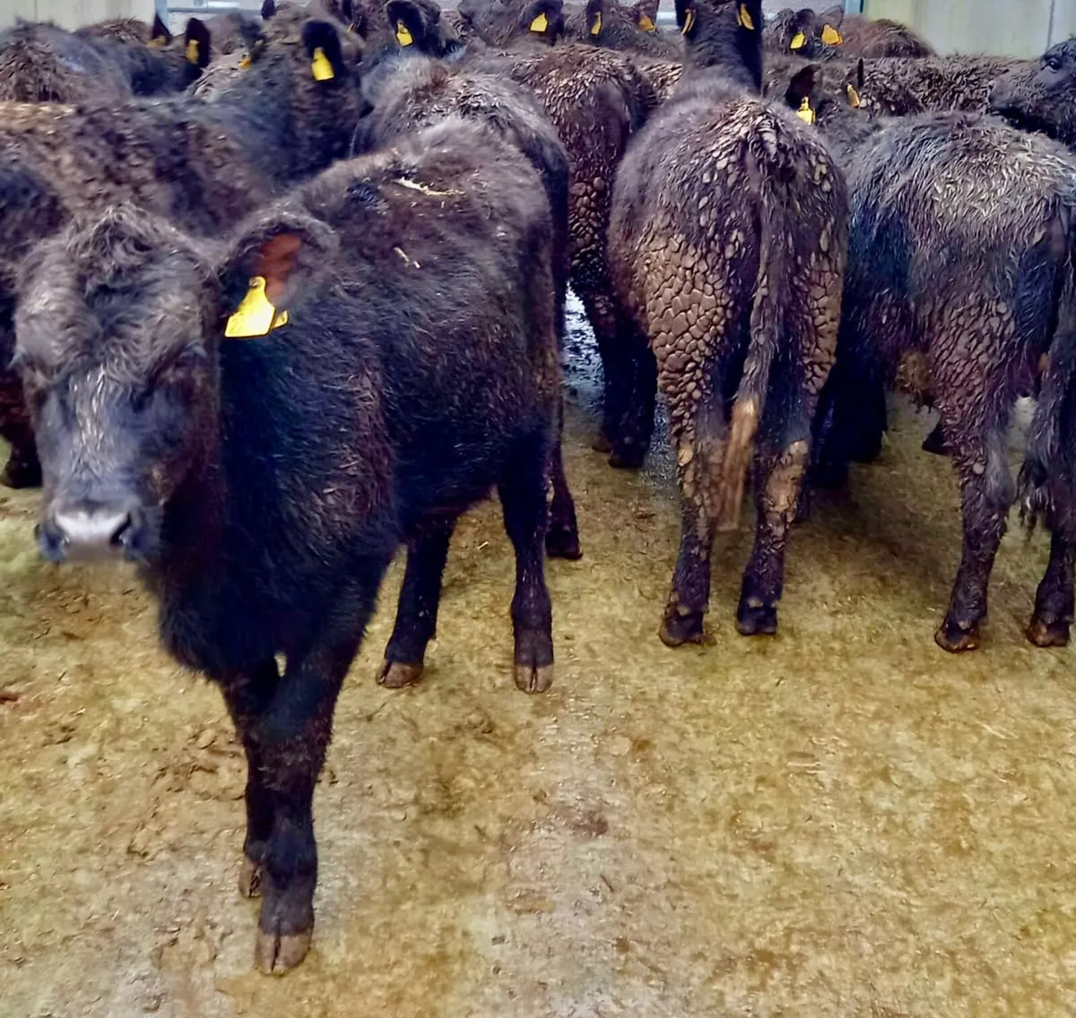 LEINSTER LIVESTOCK GRANARD LONGFORD - Image 4