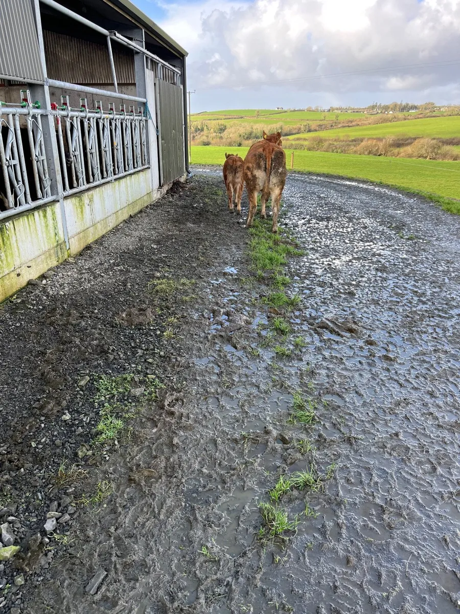 Limousine Heifer and Calf - Image 3