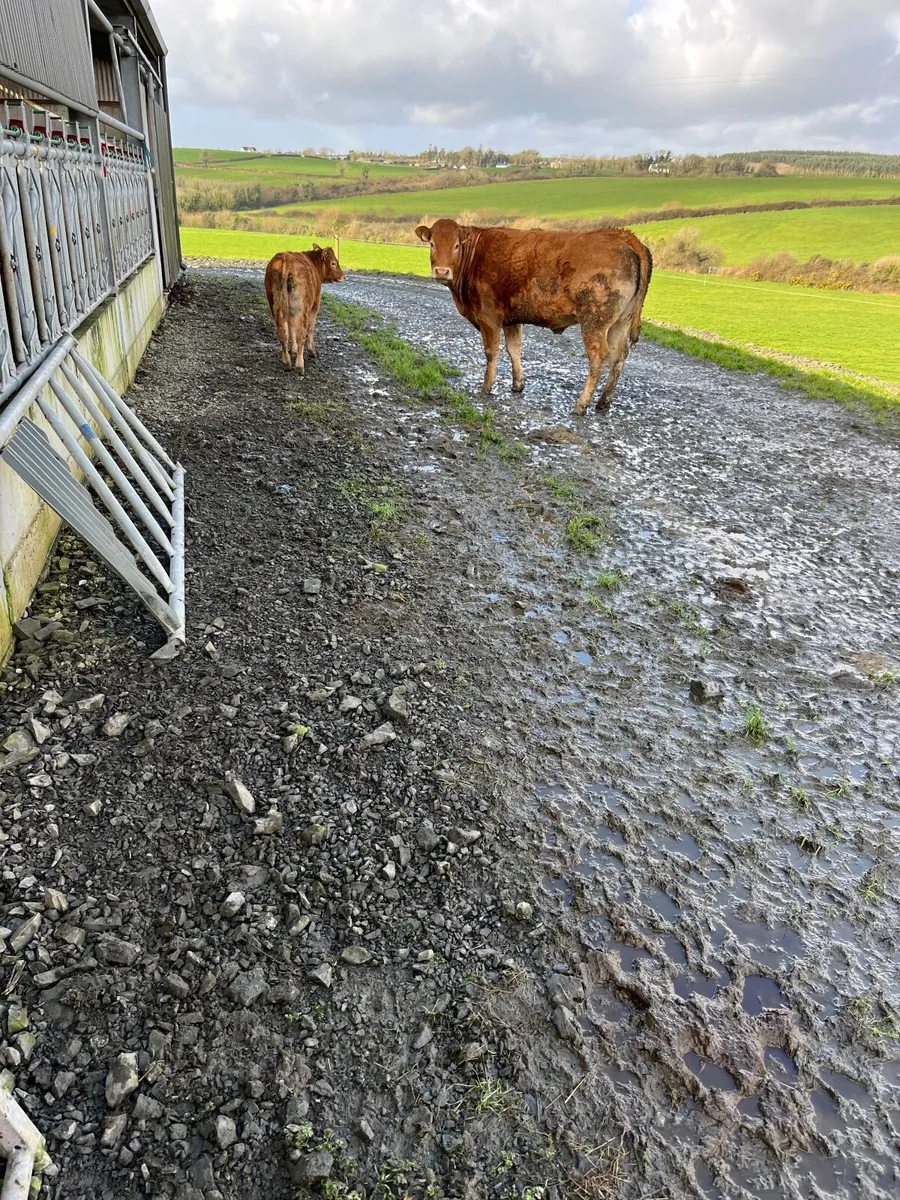 Limousine Heifer and Calf - Image 4