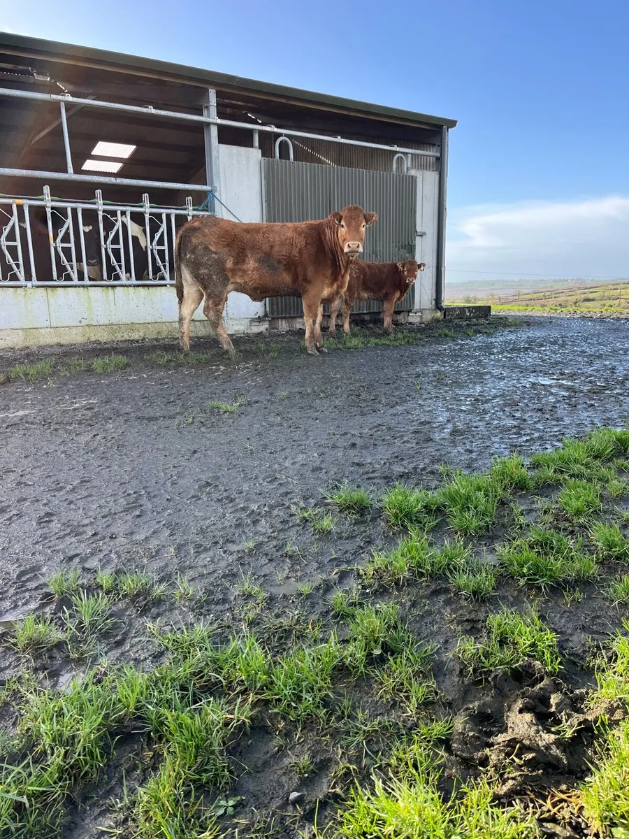 Limousine Heifer and Calf - Image 2