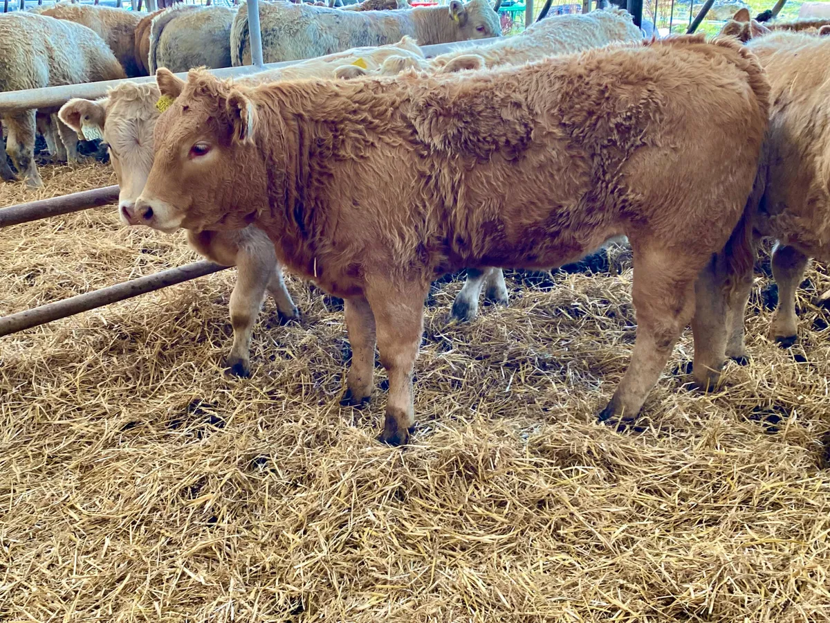 LEINSTER LIVESTOCK GRANARD LONGFORD - Image 1