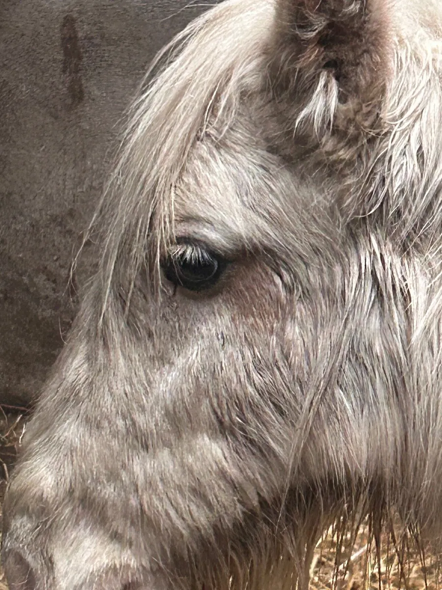 Pony Colt - Image 3