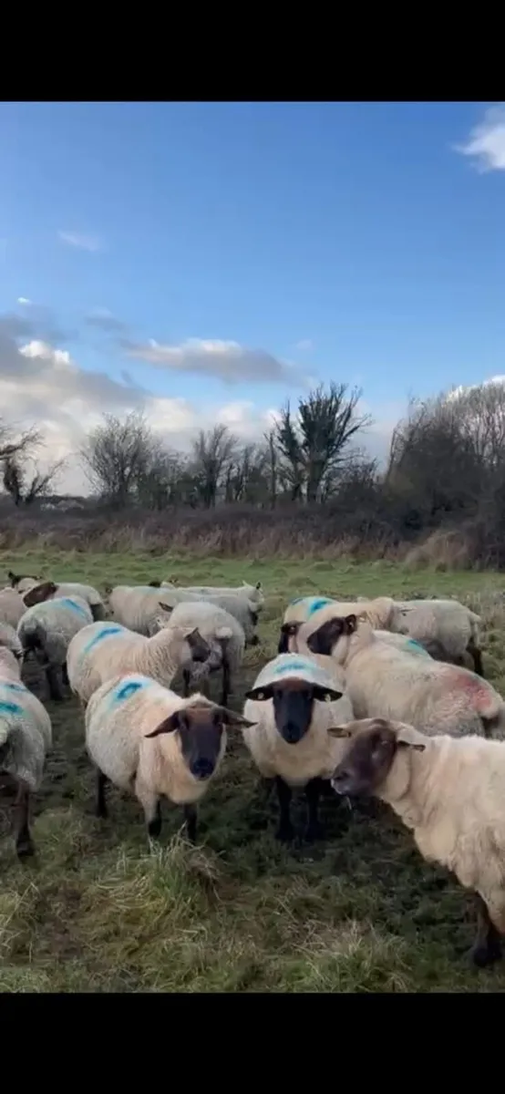 In Lamb Ewes - Tuam Mart - Image 1