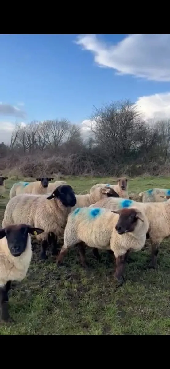 In Lamb Ewes - Tuam Mart - Image 2