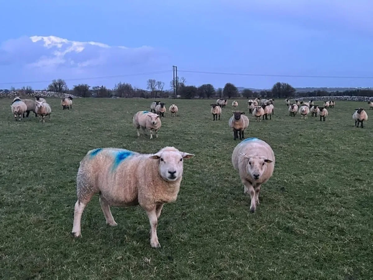 In Lamb Ewes - Tuam Mart - Image 3