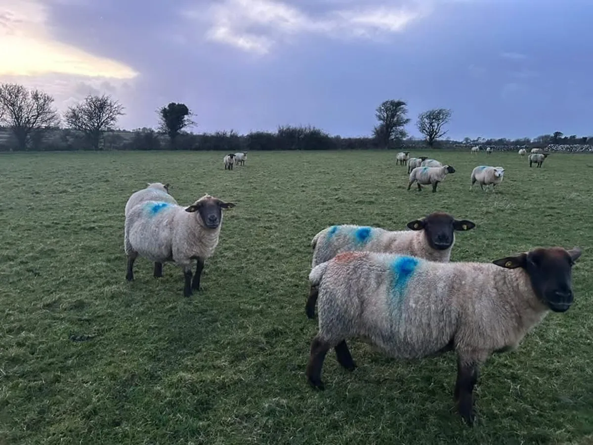 In Lamb Ewes - Tuam Mart - Image 4