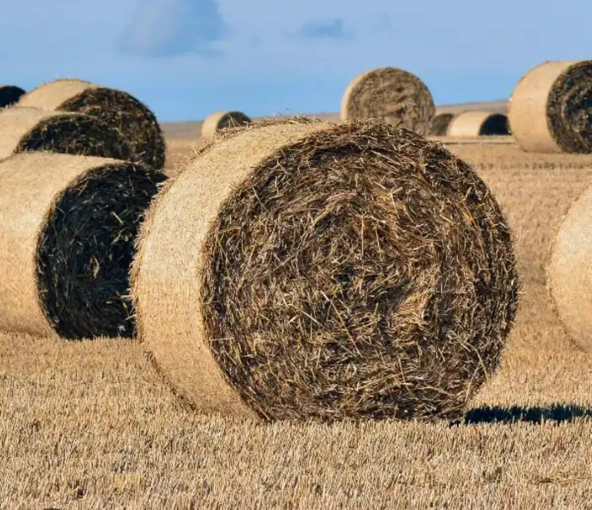 4x 4 round bales of straw and valmet tractor - Image 1