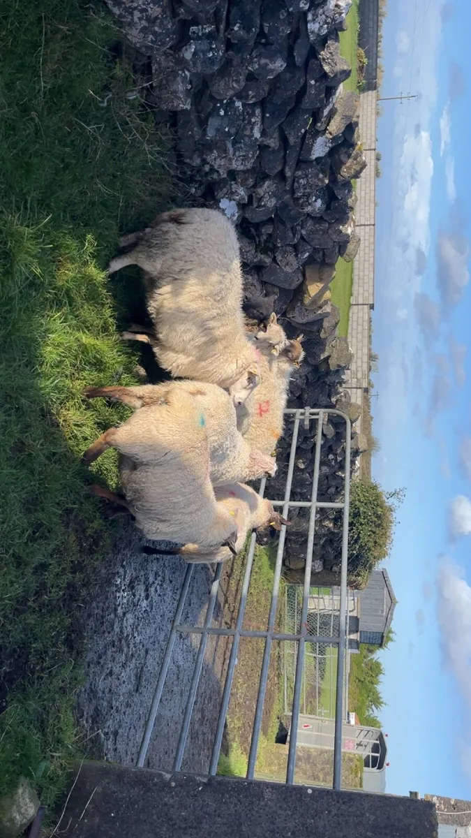 🔹inlamb ewes for sale🔹 - Image 2