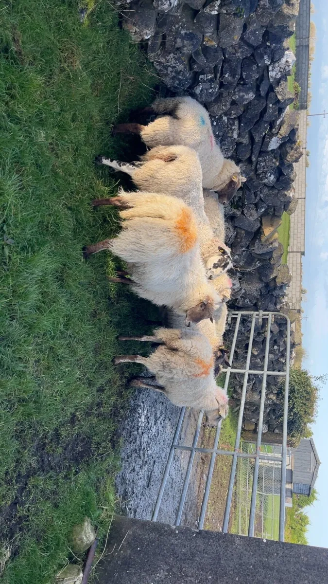 🔹inlamb ewes for sale🔹 - Image 1