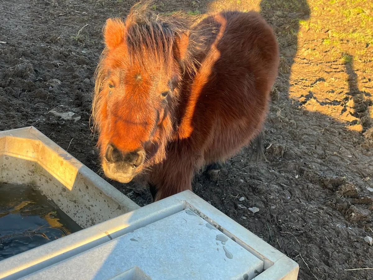 Mare pony’s Infoal - Image 2