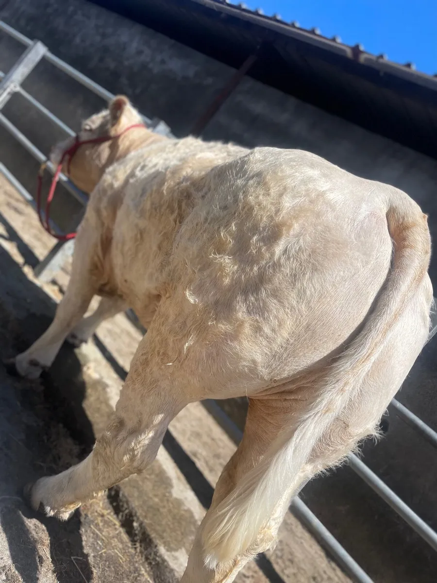 Incalf Purebred Registered Charolais - Image 2