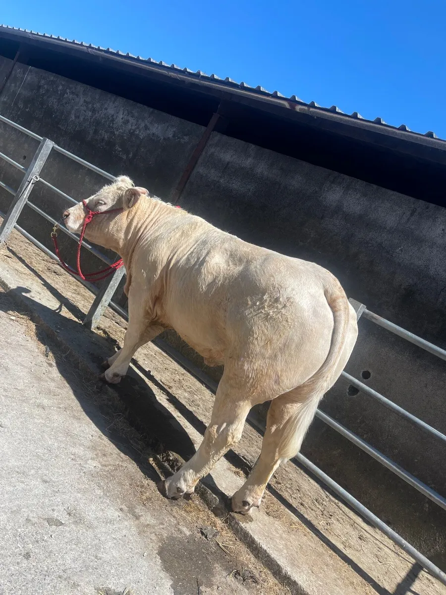Incalf Purebred Registered Charolais - Image 3