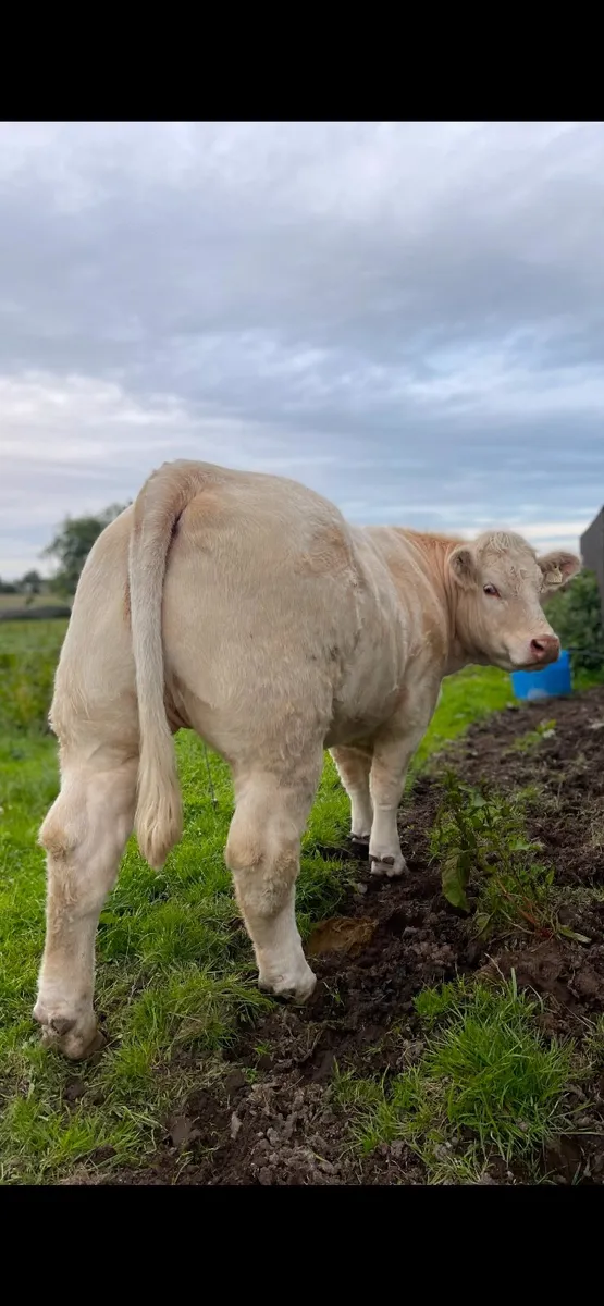 Incalf Purebred Registered Charolais - Image 1