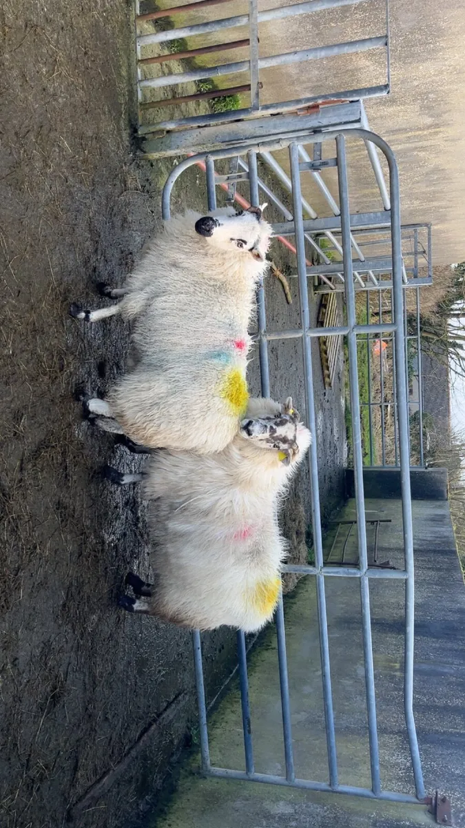 💥two inlamb ewes💥 - Image 2