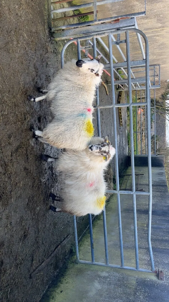 💥two inlamb ewes💥 - Image 3