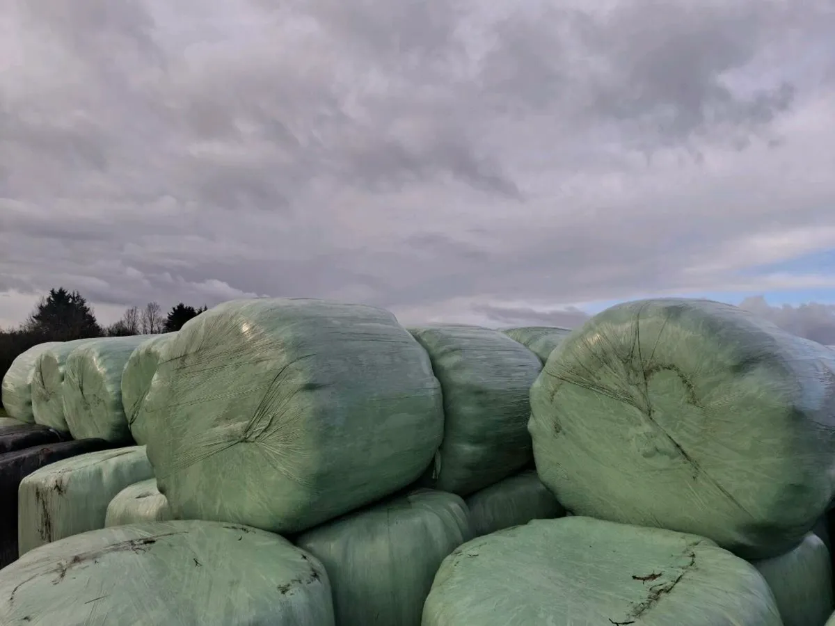 Silage - Image 3