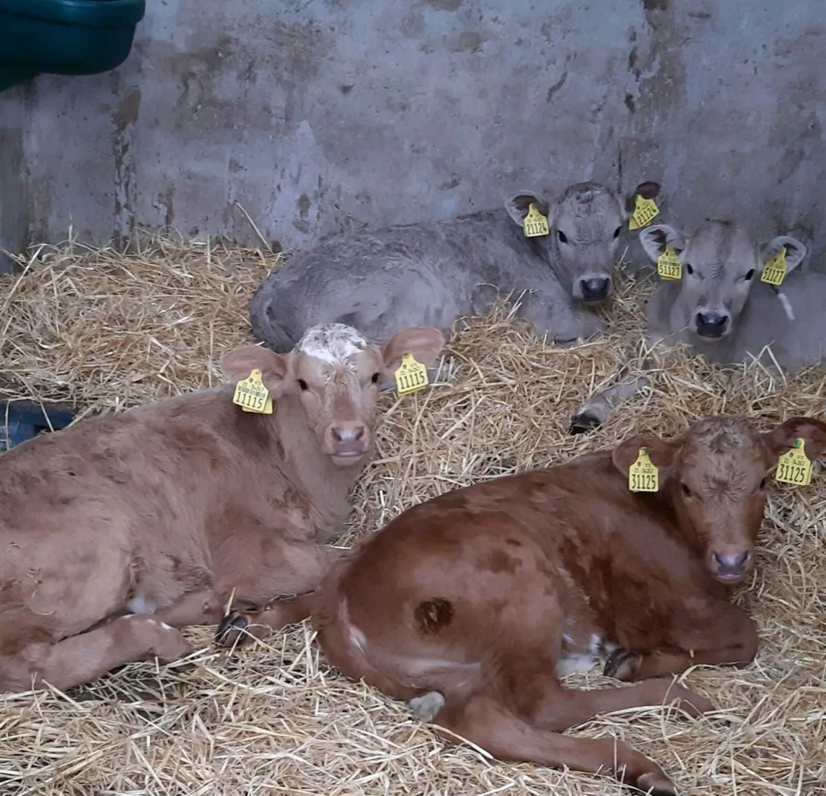 CALF REARING FACILITY - Image 1