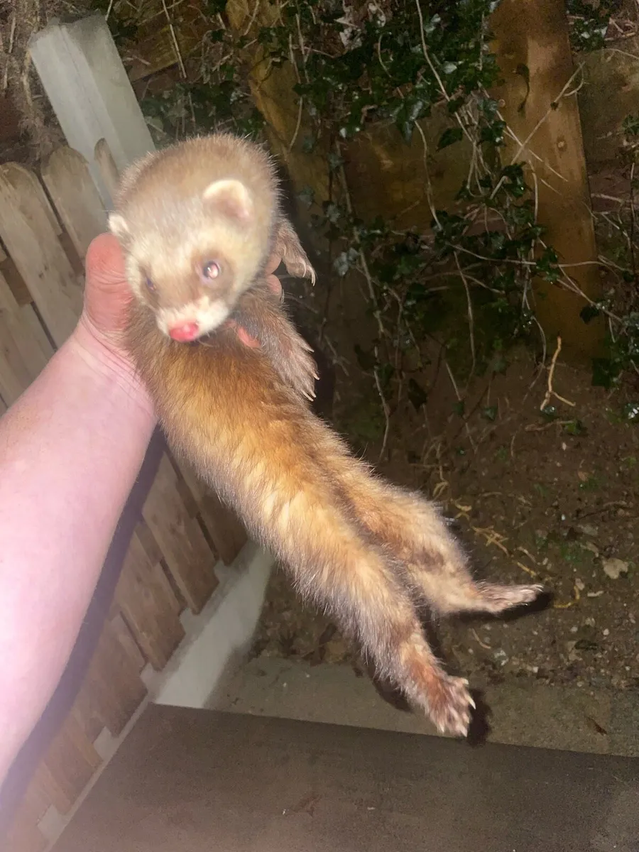 Ferrets - Image 1