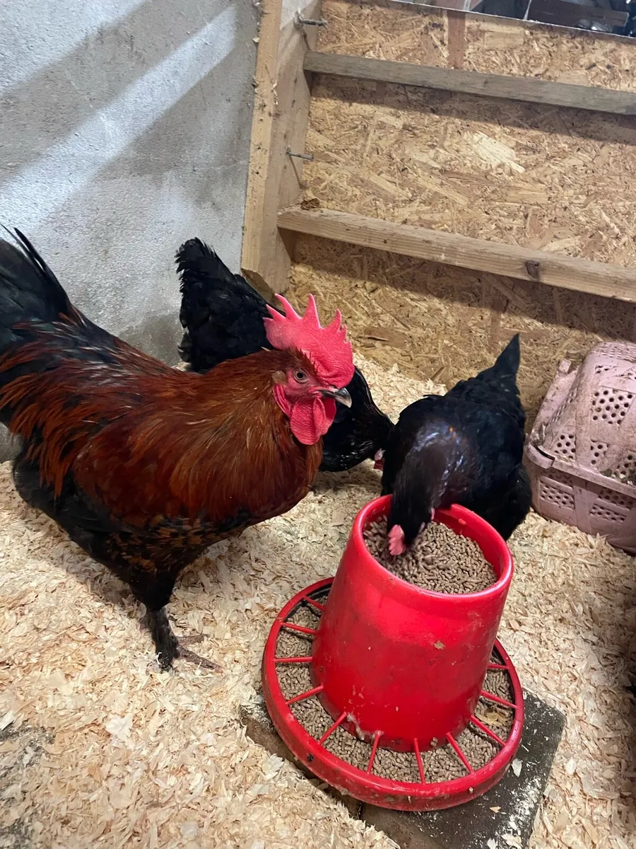 Hatching eggs - Image 2