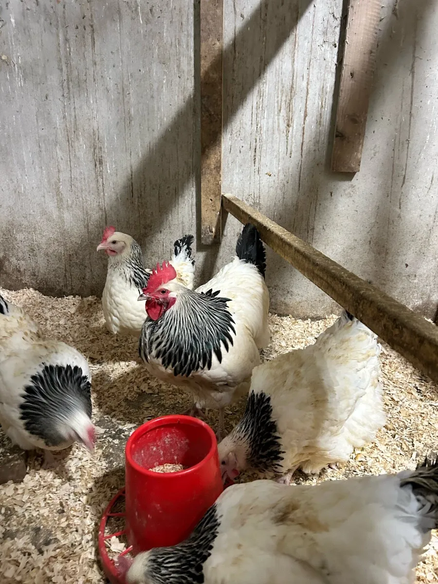 Hatching eggs - Image 1