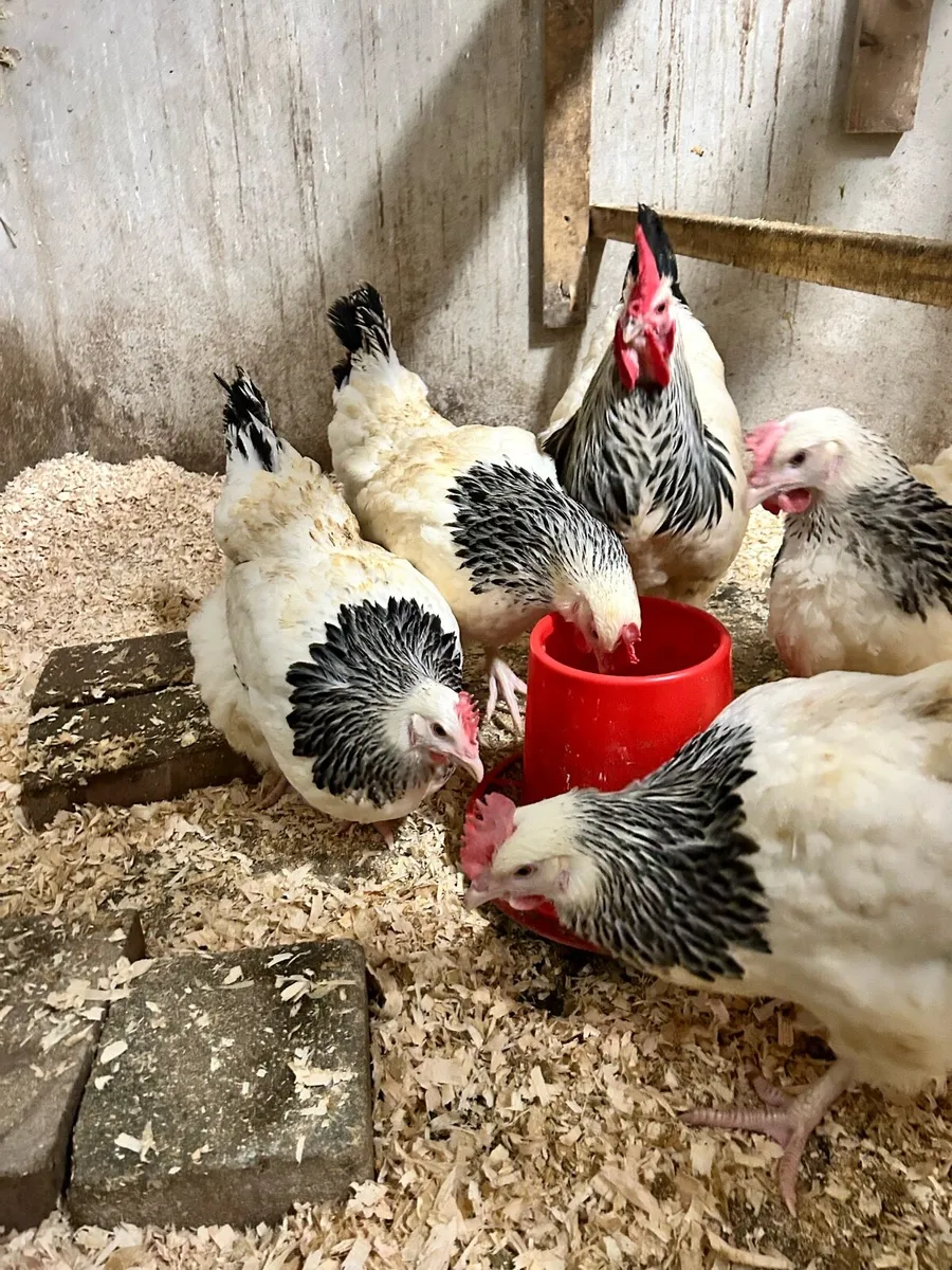 Hatching eggs - Image 2