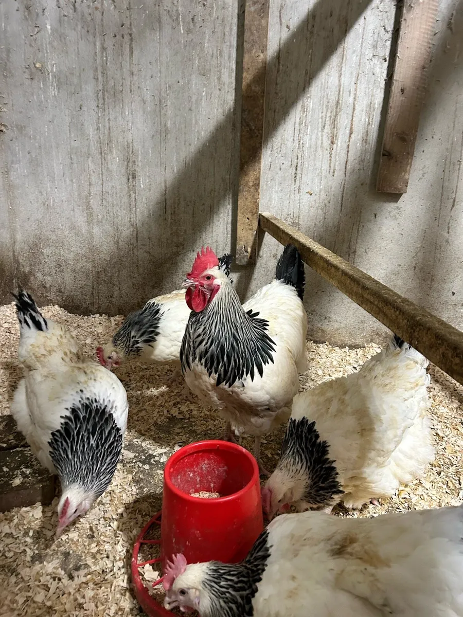 Hatching eggs - Image 3