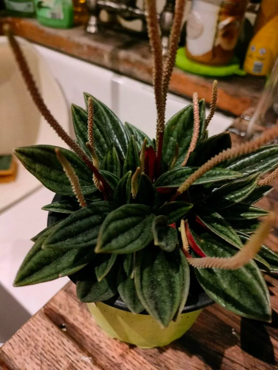 House plants Air purifiers and more.
SPIDER PLANT - Image 3