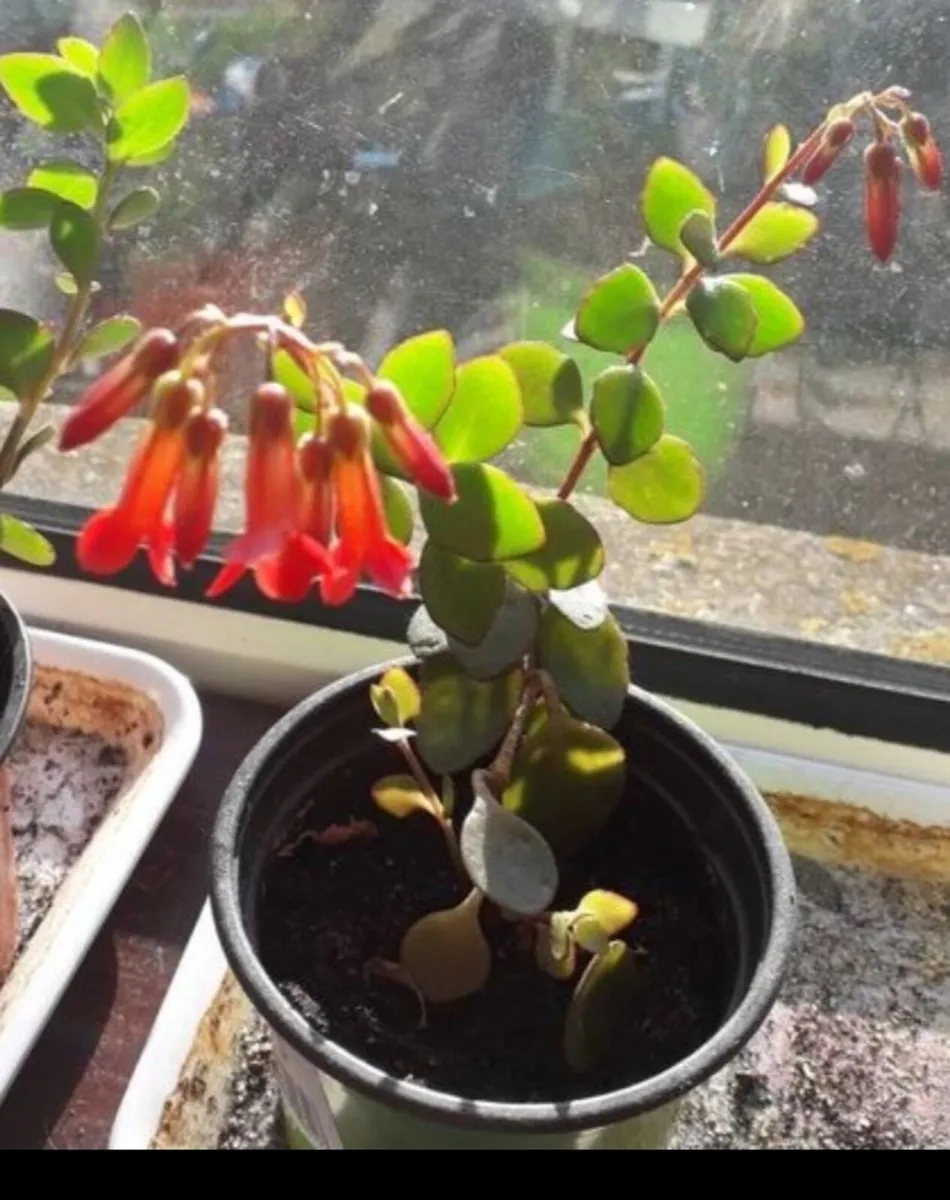 House plants Air purifiers and more.
SPIDER PLANT - Image 4