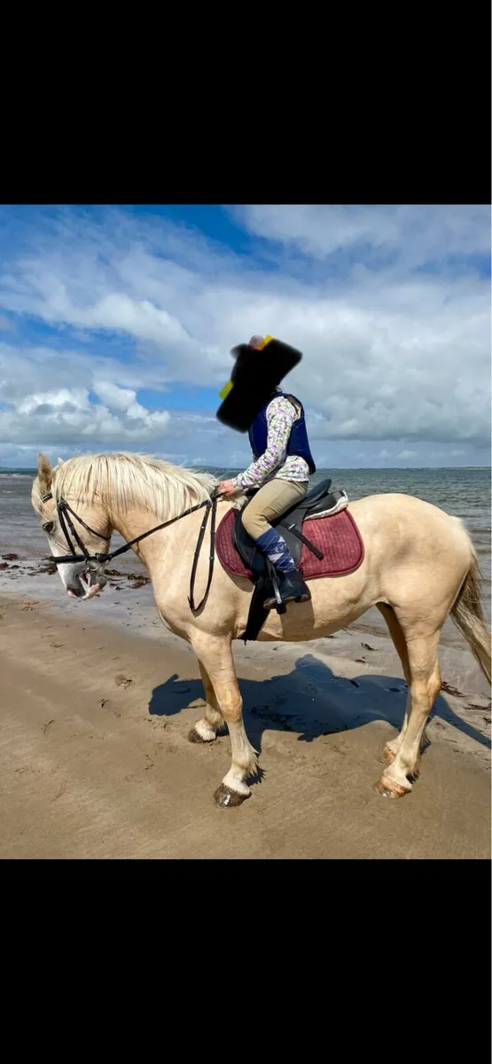 14.2 Palomino Sporthorse/cob - Image 2