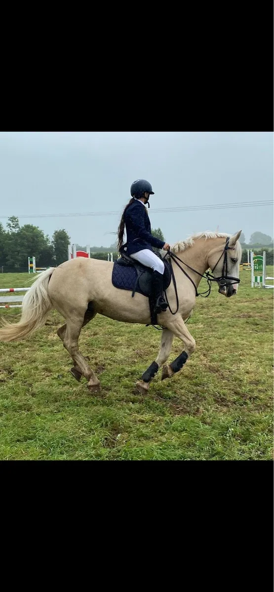 14.2 Palomino Sporthorse/cob - Image 3