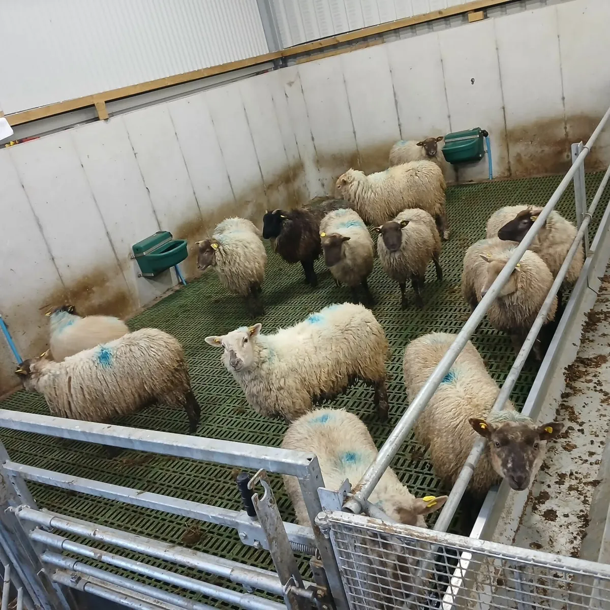 Ewe and ram lambs for sale - Image 3