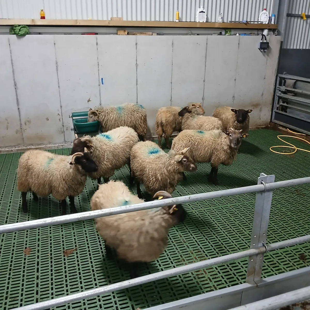 Ewe and ram lambs for sale - Image 4