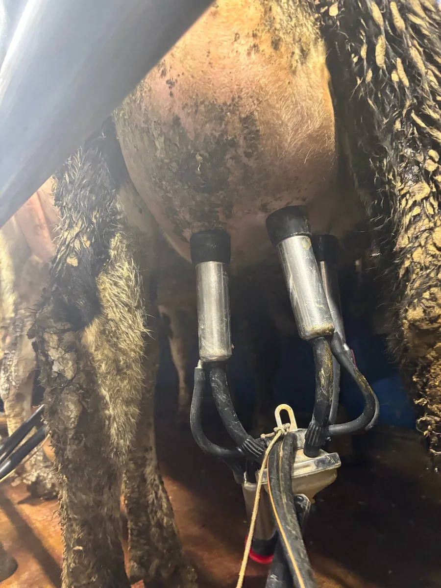 Friesian Heifer (3teat) - Image 2