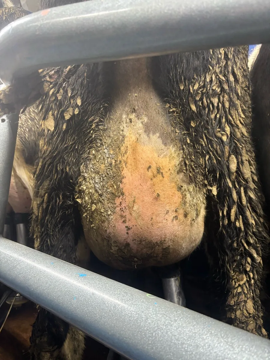 Friesian Heifer (3teat) - Image 3