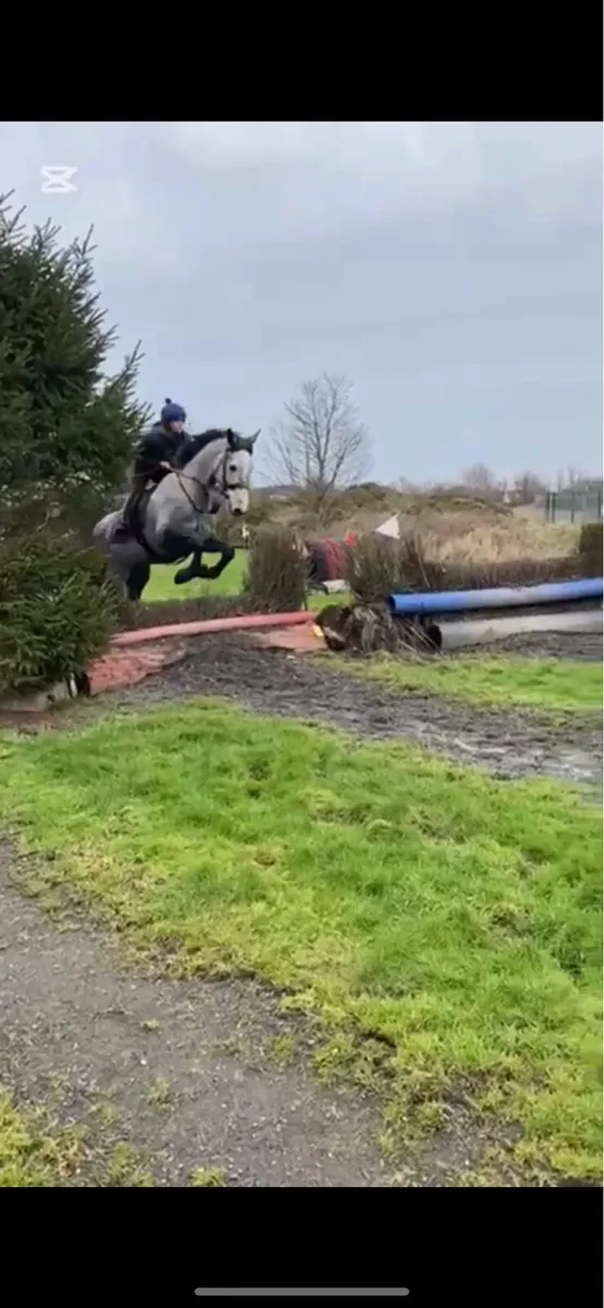 ID mare by Dunsandle Diamond - Image 1